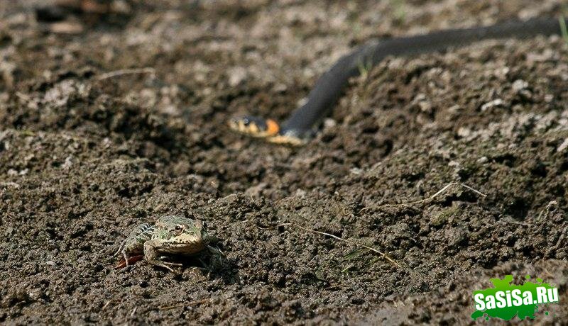 Явление миру нового существа... (14 фото)