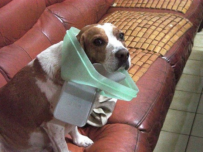 Животные, пойманные на месте преступления и утверждающие, что это не то, чем кажется (25 фото)